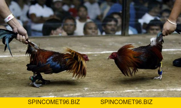 Đá Gà Cựa Sắt – Quy tắc chơi Và Mẹo Cực Hay Cho Người Mới tại 7BallVN - 7BALL - SPINCOMET96.BIZ